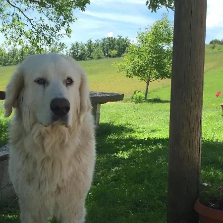 In With Pool & * Apecchio