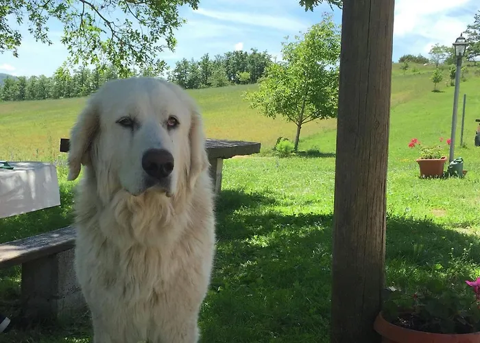 In With Pool & * Apecchio